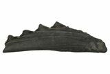 Bizarre Shark (Edestus) Jaw Section with Teeth - Carboniferous #312509-1